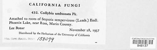 Caulorhiza umbonata image